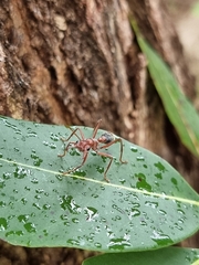 Myrmecia comata