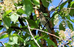 Carpodacus erythrinus grebnitskii