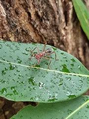 Myrmecia comata