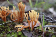 Ramariopsis crocea
