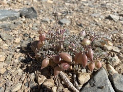 Astragalus gilmanii