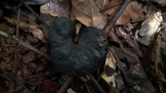 Enterolobium schomburgkii