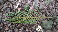Enterolobium schomburgkii