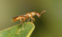 Lachaisea equicollis