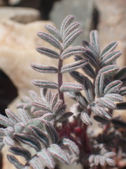 Astragalus gilmanii