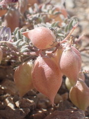 Astragalus gilmanii