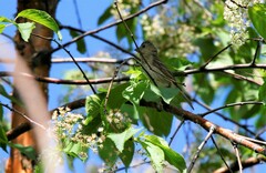Carpodacus erythrinus grebnitskii