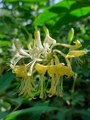 Lonicera periclymenum