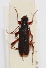 Grammoptera abdominalis