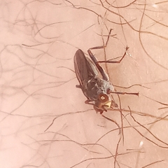 Hydromyza livens