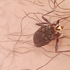 Hydromyza livens
