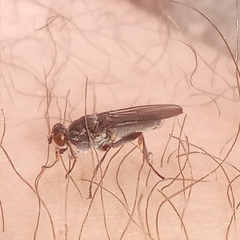 Hydromyza livens