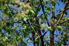 Carpodacus erythrinus grebnitskii