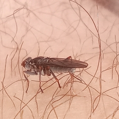 Hydromyza livens