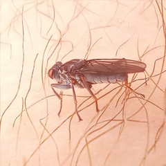 Hydromyza livens