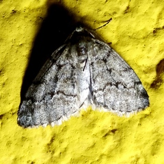 Tephronia lhommaria