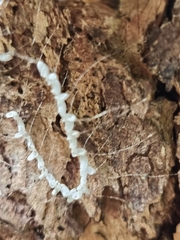 Nymphidae