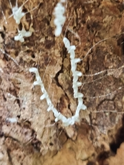 Nymphidae