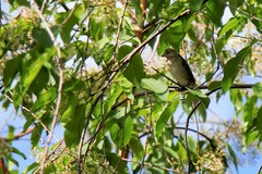 Carpodacus erythrinus grebnitskii