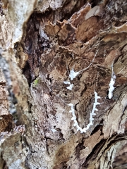 Nymphidae