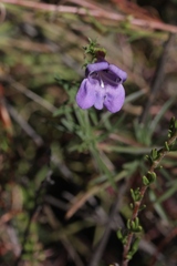 Penstemon heterophyllus australis