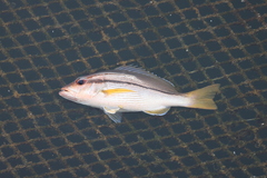 Lutjanus vitta