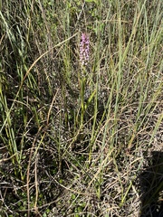 Dactylorhiza incarnata incarnata
