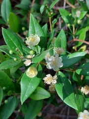 Myrtus communis