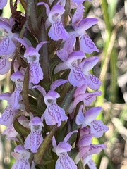 Dactylorhiza incarnata incarnata