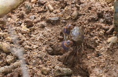Chasmagnathus convexus