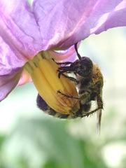 Campsomeriella annulata