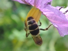 Campsomeriella annulata