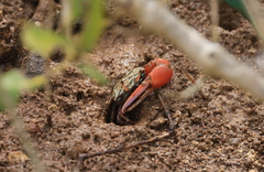 Paraleptuca splendida