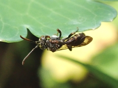 Nomada okubira