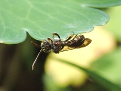 Nomada okubira