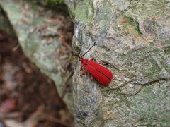 Dictyoptera