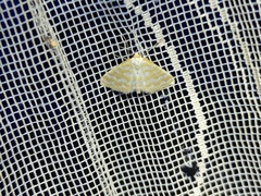 Idaea sericeata