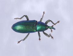 Aulacobaris cuprirostris