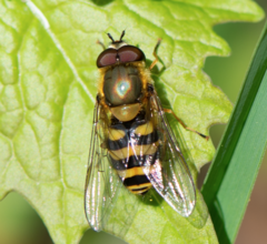 Syrphus