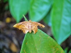 Fascellina viridicosta