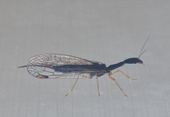 Dichrostigma flavipes