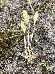 Phleum arenarium