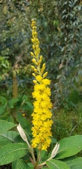 Abatia parviflora