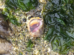 Nucella canaliculata