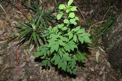 Solanum seaforthianum