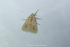 Spilosoma strigatula