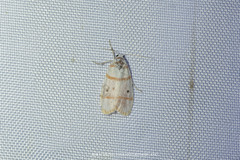 Cyana quadrinotata