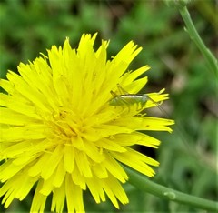 Conocephalus brevipennis