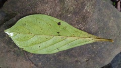 Terminalia amazonia
