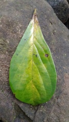 Terminalia amazonia